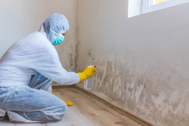 Licensed Mold Remediation service in La Plata, MD - WQB Mold Removal